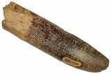 Large, Fossil Sauropod Dinosaur (Titanosaur) Tooth - Morocco #332514-1